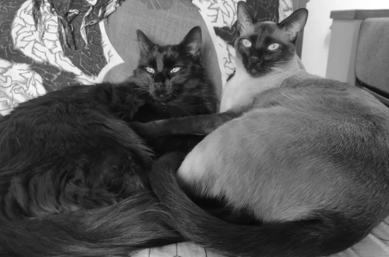 Las mascotas como protagonistas